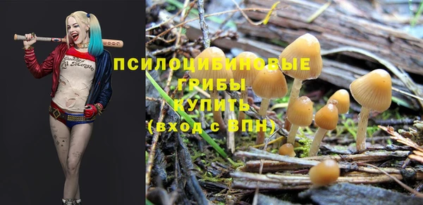 стаф Каменка