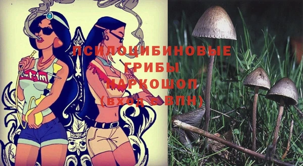стаф Каменка